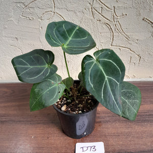 #D73 Anthurium NOID