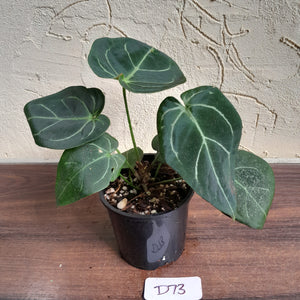 #D73 Anthurium NOID