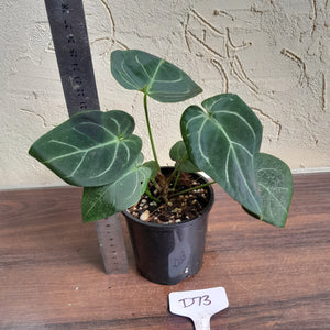 #D73 Anthurium NOID