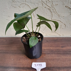 #D73 Anthurium NOID