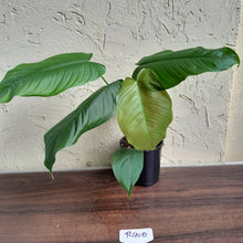 Load image into Gallery viewer, #R400 Philodendron Tenue