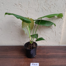 Load image into Gallery viewer, #R400 Philodendron Tenue