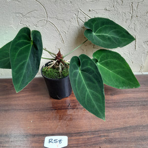 #R58 Anthurium NOID