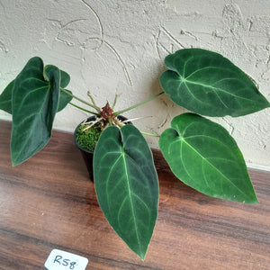 #R58 Anthurium NOID