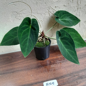 #R58 Anthurium NOID