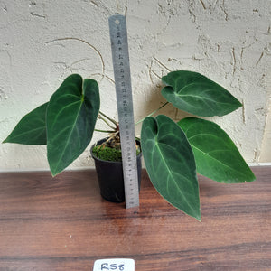 #R58 Anthurium NOID