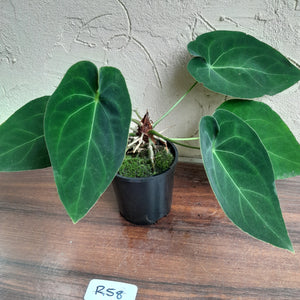 #R58 Anthurium NOID