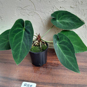 #R58 Anthurium NOID