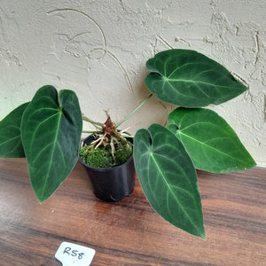 #R58 Anthurium NOID