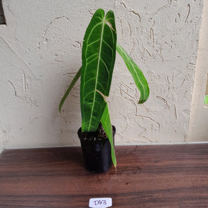 #D43 Large Anthurium Warocqueanum