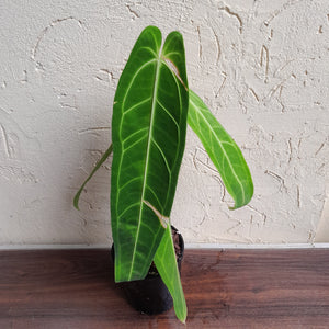 #D43 Large Anthurium Warocqueanum