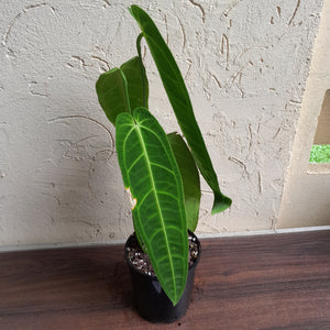 #D43 Large Anthurium Warocqueanum