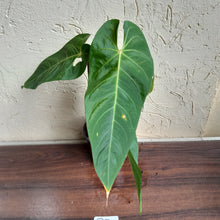 Load image into Gallery viewer, #R7 Anthurium Purple Mama - Purple Velvet x Marmoratum