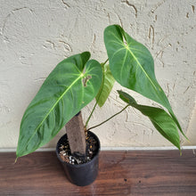 Load image into Gallery viewer, #R7 Anthurium Purple Mama - Purple Velvet x Marmoratum