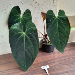 #R47 Large, Dark Anthurium NOID