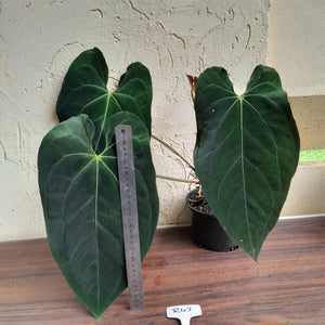 #R47 Large, Dark Anthurium NOID