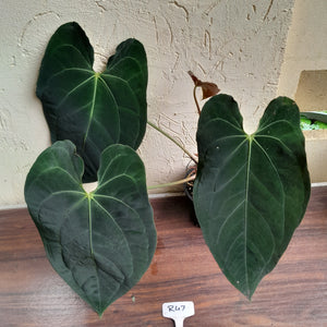 #R47 Large, Dark Anthurium NOID