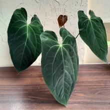 Load image into Gallery viewer, #R47 Large, Dark Anthurium NOID