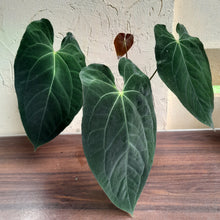 Load image into Gallery viewer, #R47 Large, Dark Anthurium NOID