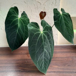 #R47 Large, Dark Anthurium NOID