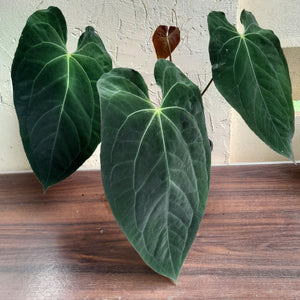 #R47 Large, Dark Anthurium NOID