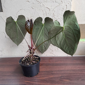 #R47 Large, Dark Anthurium NOID