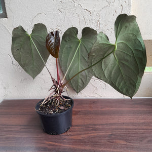 #R47 Large, Dark Anthurium NOID