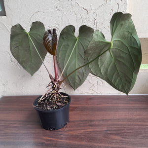 #R47 Large, Dark Anthurium NOID