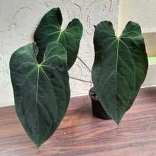 Load image into Gallery viewer, #R47 Large, Dark Anthurium NOID