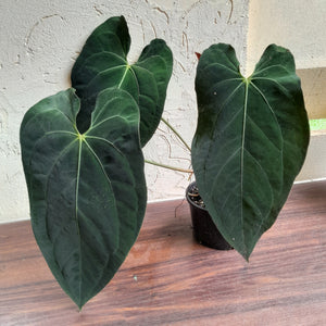 #R47 Large, Dark Anthurium NOID