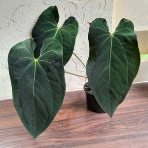 #R47 Large, Dark Anthurium NOID