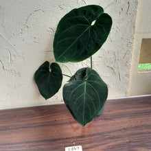 Load image into Gallery viewer, #R847 Large, Dark Anthurium NOID - With Pup