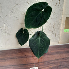 Load image into Gallery viewer, #R847 Large, Dark Anthurium NOID - With Pup