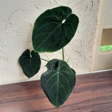 Load image into Gallery viewer, #R847 Large, Dark Anthurium NOID - With Pup