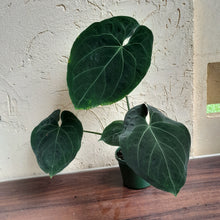 Load image into Gallery viewer, #R847 Large, Dark Anthurium NOID - With Pup