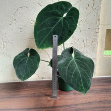 Load image into Gallery viewer, #R847 Large, Dark Anthurium NOID - With Pup