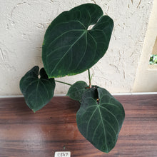 Load image into Gallery viewer, #R847 Large, Dark Anthurium NOID - With Pup