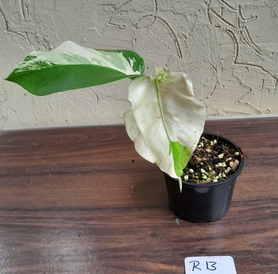 #R13 Variegated Monstera Borsigiana