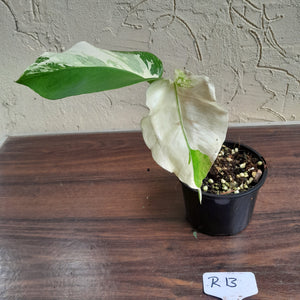 #R13 Variegated Monstera Borsigiana