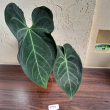 Load image into Gallery viewer, #D77 Large, Dark and Flowering Anthurium NOID - With Pup