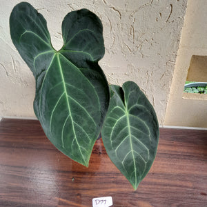 #D77 Large, Dark and Flowering Anthurium NOID - With Pup