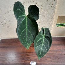 Load image into Gallery viewer, #D77 Large, Dark and Flowering Anthurium NOID - With Pup