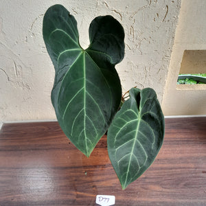 #D77 Large, Dark and Flowering Anthurium NOID - With Pup