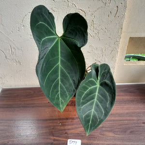 #D77 Large, Dark and Flowering Anthurium NOID - With Pup