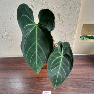 #D77 Large, Dark and Flowering Anthurium NOID - With Pup