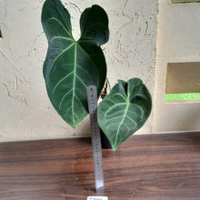 Load image into Gallery viewer, #D77 Large, Dark and Flowering Anthurium NOID - With Pup