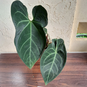 #D77 Large, Dark and Flowering Anthurium NOID - With Pup