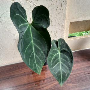 #D77 Large, Dark and Flowering Anthurium NOID - With Pup