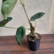 Load image into Gallery viewer, #D77 Large, Dark and Flowering Anthurium NOID - With Pup