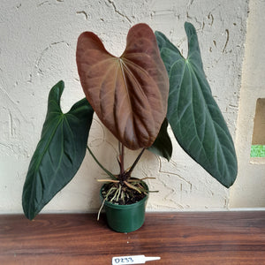 #D233 Large Anthurium Papillilaminum x